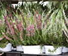 Blumen und Gestecke